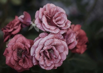 Róże: malownicze i wytworne róże dla wymagających ogrodników